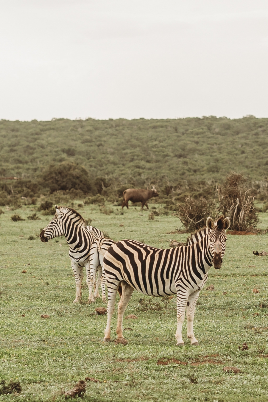 FIH Fotografie » Zuid Afrika